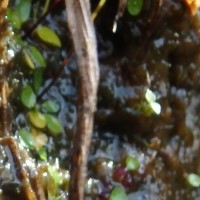 Utricularia striatula Sm.